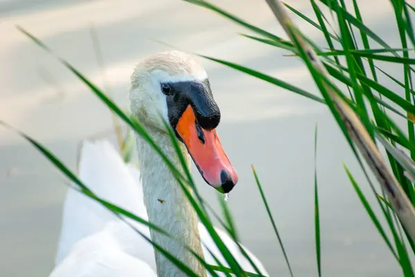 Een Witte Stomme Zwaan Achter Groen Riet Het Water Uitzicht — Stockfoto