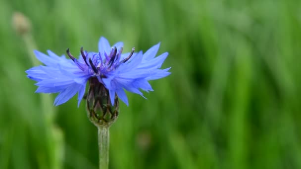 Blaue Kornblume Wächst Grünem Getreide Und Ameisen — Stockvideo