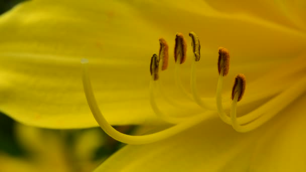 Żółty Kwiat Lilii Zbliżeniu Kołyszący Się Wietrze — Wideo stockowe