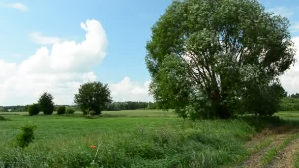 風に葉を持つ緑の草原と大きな柳の木 — ストック動画