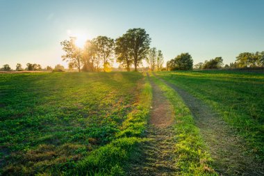 Ağaçların arkasında gün doğumu ve yeşil çayırların arasında yol