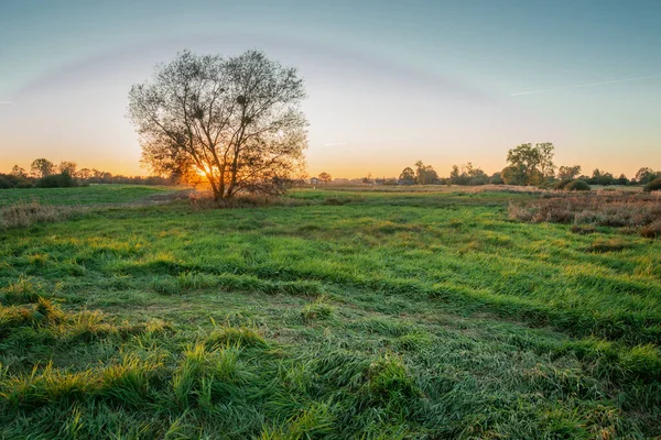 Bir Ağacın Yeşil Bir Çayırın Arkasında Gün Batımı Bir Halo — Stok fotoğraf