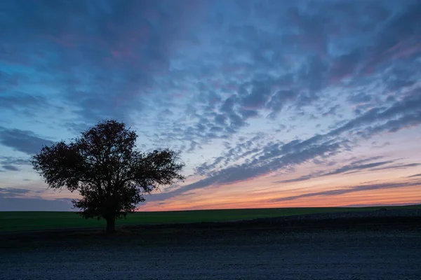 Einsamer Großer Baum Der Auf Einem Bewirtschafteten Feld Wächst Wolken — Stockfoto