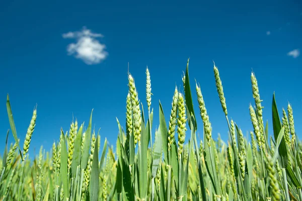 Зеленые Колосья Пшеницы Голубом Фоне Неба Летний Солнечный Вид — стоковое фото