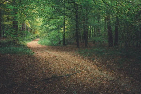 Stig Med Löv Den Mörkgröna Skogen Höstutsikt — Stockfoto