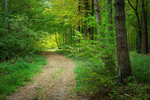 Bred Stig Med Löv Mörkgrön Skog Solig Dagsutsikt — Stockfoto