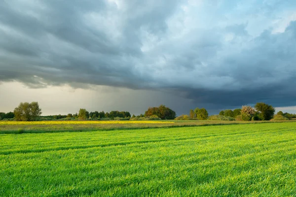 A green field with grain and a dark rain cloud on the sky, summer rural landscape