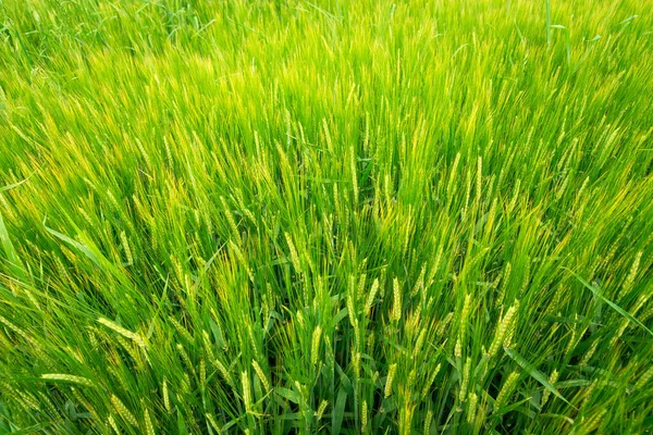 緑の大麦の耳 上からの眺め 農村部の背景 — ストック写真