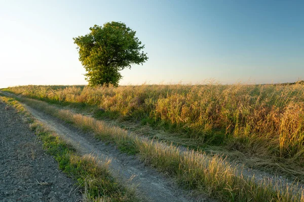 Tarlalardan geçen toprak bir yol ve yalnız yeşil bir ağaç.