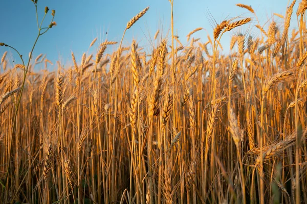 Öronen Gyllene Korn Upplysta Solen Kvällsutsikt Sommar — Stockfoto