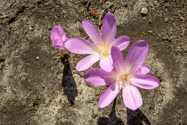Flores abiertas de cocodrilo púrpura, vista desde arriba en un día soleado —  Fotos de Stock