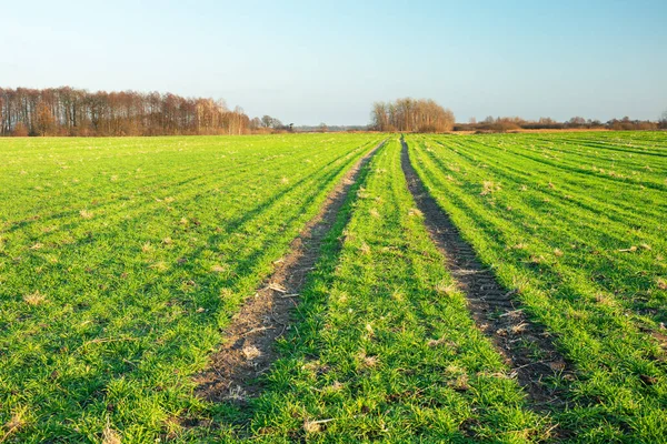 Green farmland with wheel tracks, forest to the horizon and cloudless sky Royalty Free Stock Photos