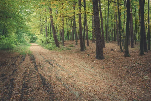 Fallna löv på stigen i den gröna skogen — Stockfoto