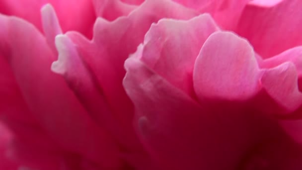 Fiore Peonia Rosa Ondeggiante Primo Piano Canto Degli Uccelli Vista — Video Stock