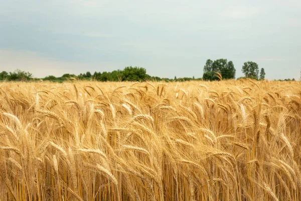 Ett Fält Gyllene Triticale Och Molnig Himmel Sommar Landsbygd Utsikt — Stockfoto