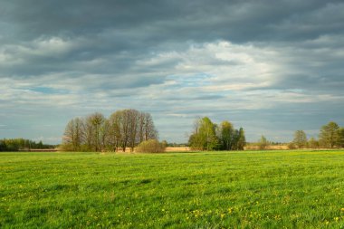 Yeşil bir çayırda bir grup ağaç ve bulutlu bir gökyüzü, ilkbahar manzarası