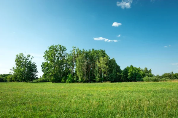 Árboles Claro Verde Cielo Azul Vista Verano — Foto de Stock