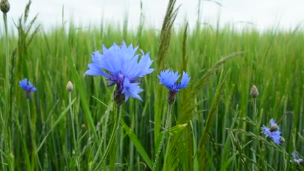 Blue Cornflower Green Grain Swaying Wind Birds Singing — Stock Video