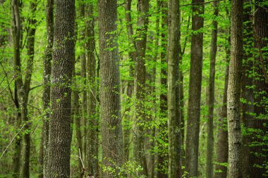 Yeşil yapraklı yoğun orman, bir sürü ağaç gövdesi.
