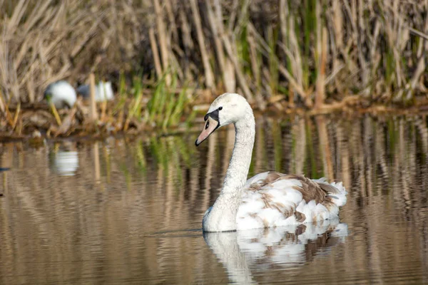 Un jeune cygne flottant dans l'eau — Photo