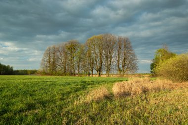 Çiçek açan ağaçlar ve yeşil çayırlarda çalılar, ilkbahar manzarası