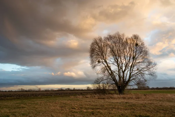Dunkle Von Der Sonne Beleuchtete Regenwolken Und Ein Großer Baum — Stockfoto