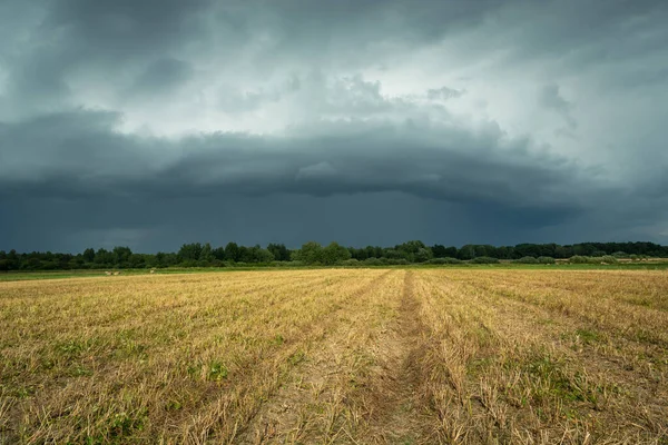Kirli sakal tarlasında kara fırtına bulutu, yaz manzarası