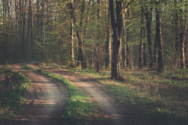 Karanlık bir orman ve güneş ışığında toprak bir yol, bahar manzarası.