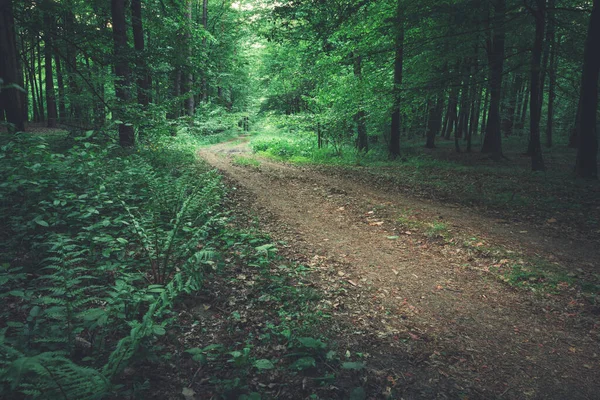 Grusväg Genom Mörkgrön Skog Och Ljus Slutet Vägen Sommarutsikt — Stockfoto