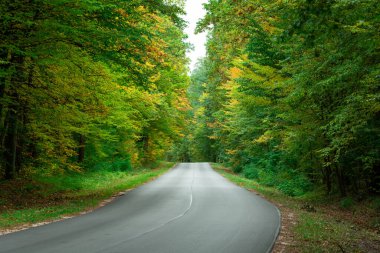 Asfalt yolu rengarenk sonbahar ormanlarında, ekim ayında.
