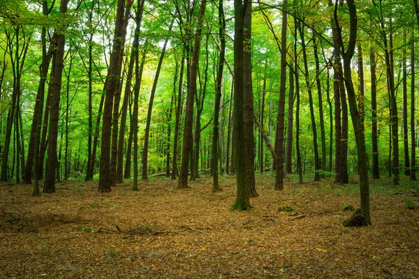 Forêt Verte Feuilles Sèches Tombées Vue Jour Octobre — Photo