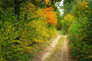 Bir sonbahar gününde, sık ormandaki toprak yol.