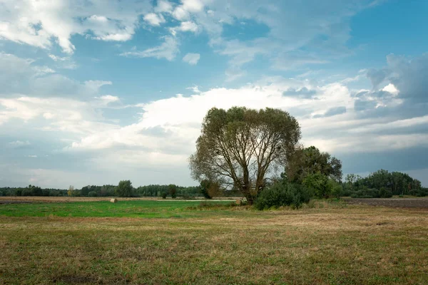 Großer Baum Auf Der Wiese Und Wolken Blauen Himmel Septemberabend — Stockfoto