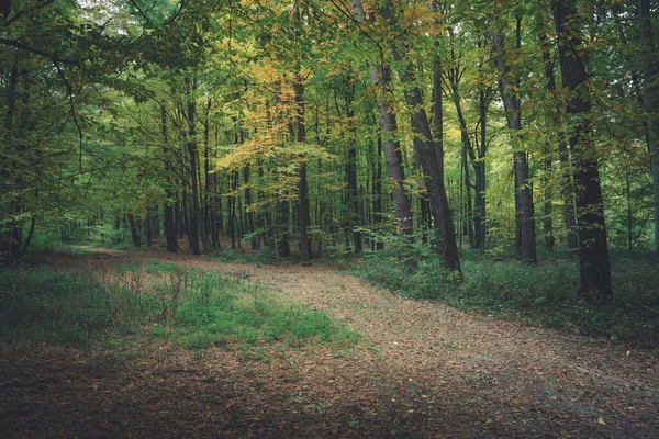 Stigen Den Mörka Skogen Höstdag — Stockfoto