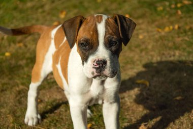 Küçük köpek boksörü çimlerin üzerinde, güneşli bir Ekim günü