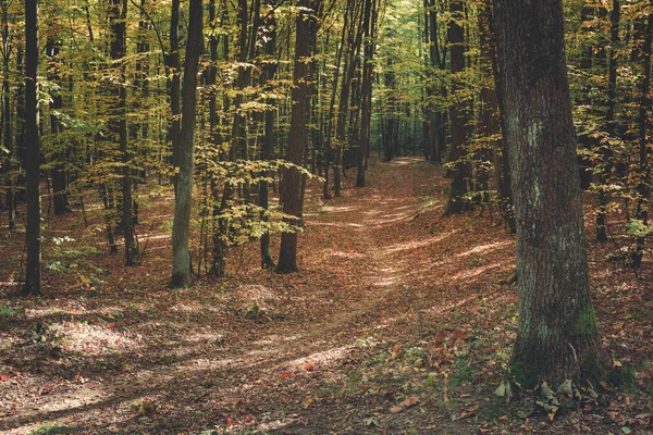 Vägen Täckt Med Löv Höstskogen Solig Oktober Dag — Stockfoto
