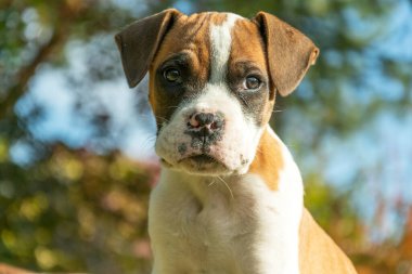 Neşeli yüzlü bir köpek yavrusu portresi, güneşli Ekim günü.