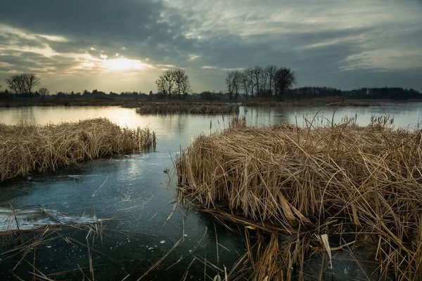 ポーランド東部の1月の夕方の日没の間に凍結した湖と雲の中の乾燥した葦 — ストック写真