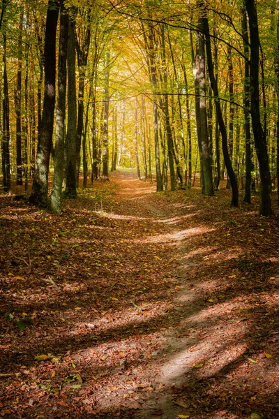 Fallna Löv Stig Höstskogen Oktober — Stockfoto