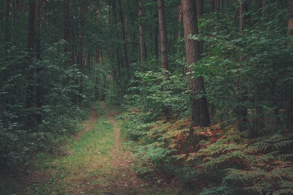 A path into a dark deciduous forest