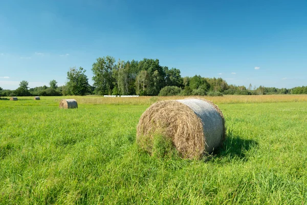 Yeşil bir çayırda saman balyaları, ağaçlar ve mavi gökyüzü
