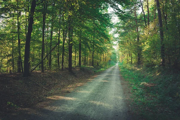 Vägen genom skogen på en solig dag — Stockfoto