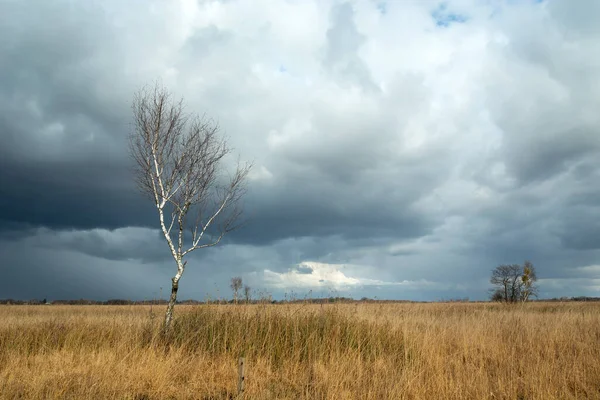 Abedul Sin Hojas Prados Secos Nubes Tormenta Vista Primavera — Foto de Stock