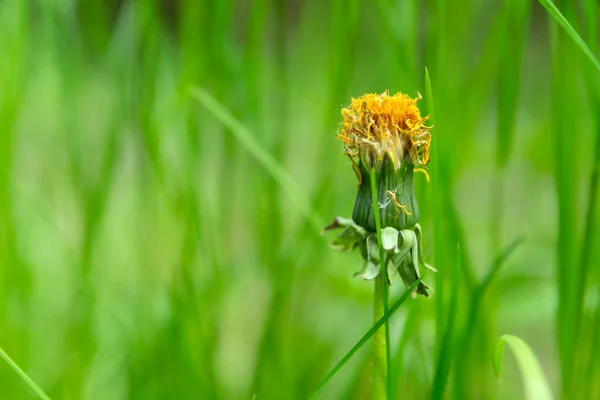 Wyblakły Kwiat Mniszka Lekarskiego Tle Zielonej Trawy Widok Lato — Zdjęcie stockowe
