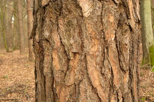 Dikke Boomstam Met Bruine Schors Herfstdag Uitzicht — Stockfoto