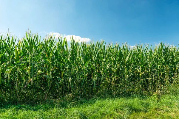 Yeşil mısır tarlası ve mavi gökyüzü, güneşli yaz günü