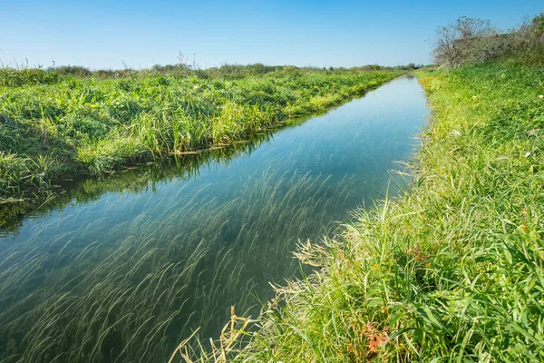 Small river and plants growing to the bottom, sunny day