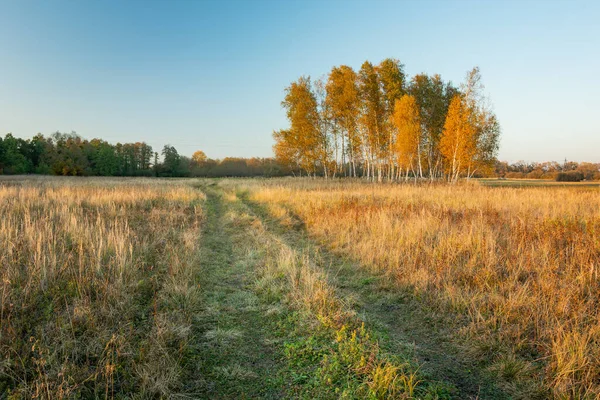 Rural road through pasture and group of autumn trees, October view