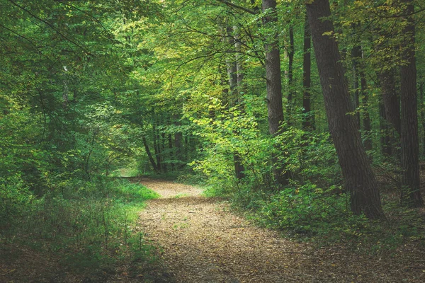 Stig Genom Mörk Skog Oktoberdag — Stockfoto