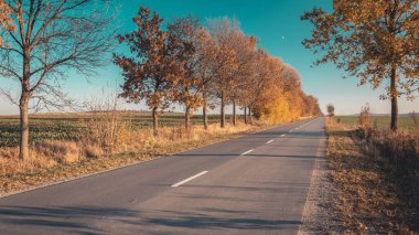 Uzun asfalt yolu ve sonbahar portakal ağaçları
